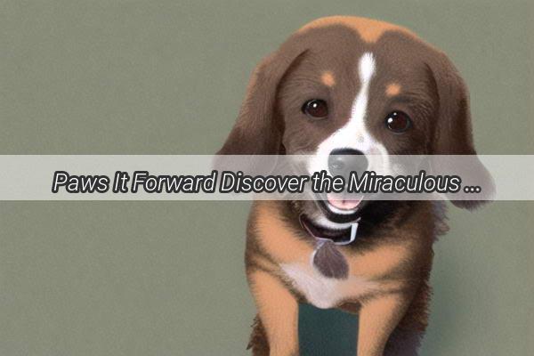 Paws It Forward Discover the Miraculous Power of Shots That Heal Your Furry Friend